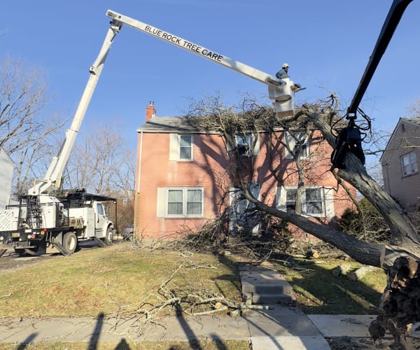 Emergency Tree Removal