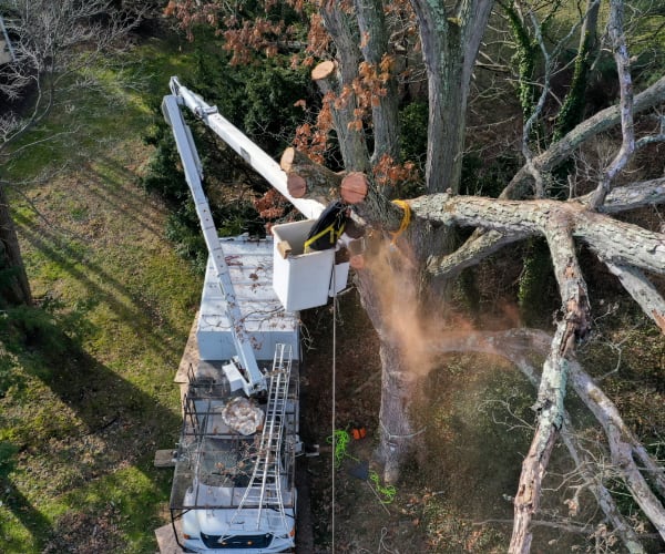 Canopy Elevation