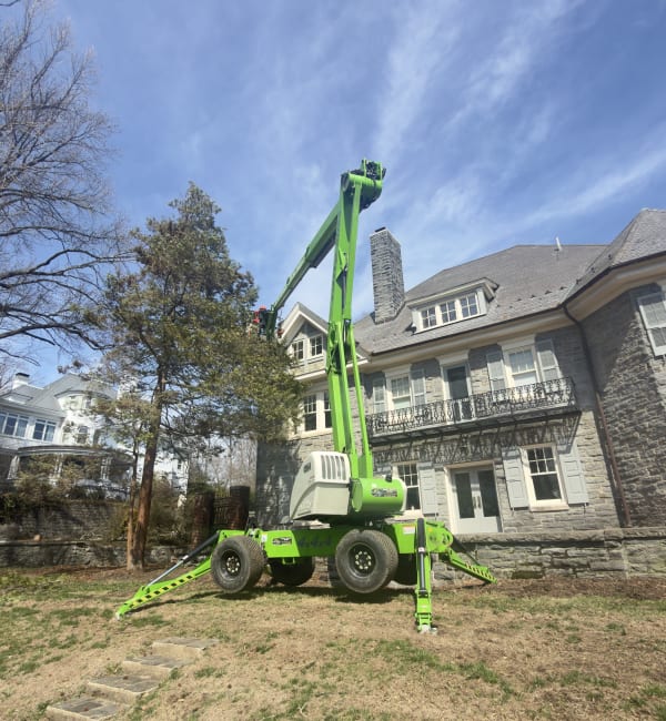Deadwood Removal