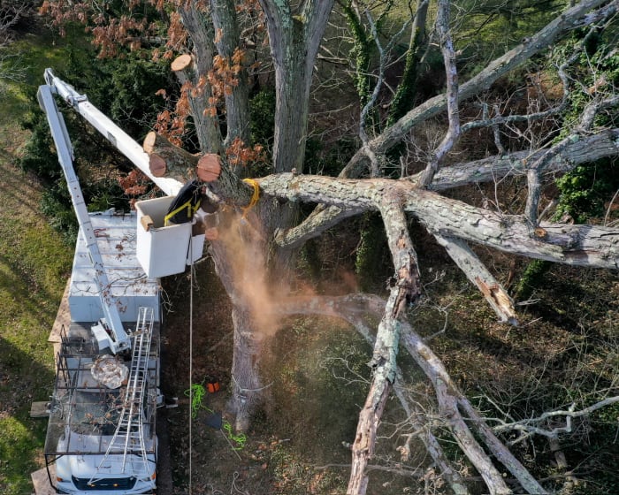Careful precision tree pruning work — the approach used for historic district properties in Old New Castle