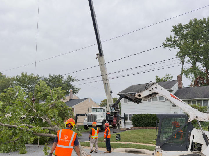 Tree Removal