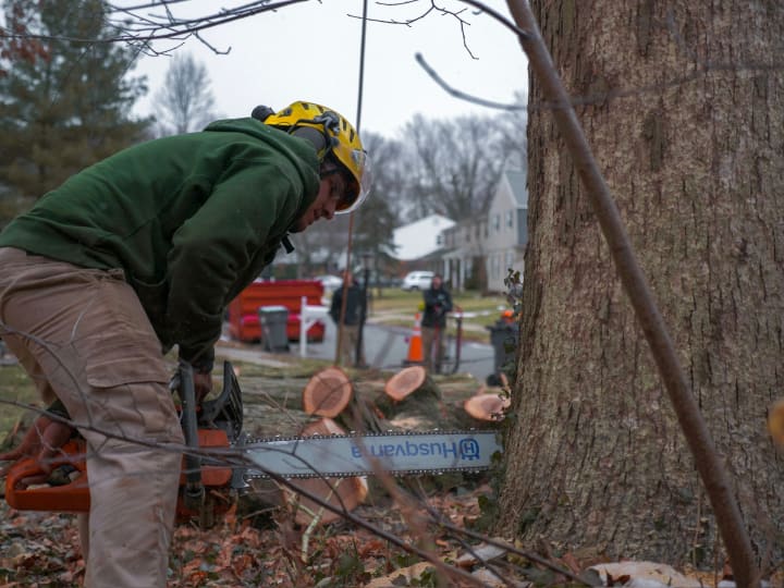 Stump Grinding