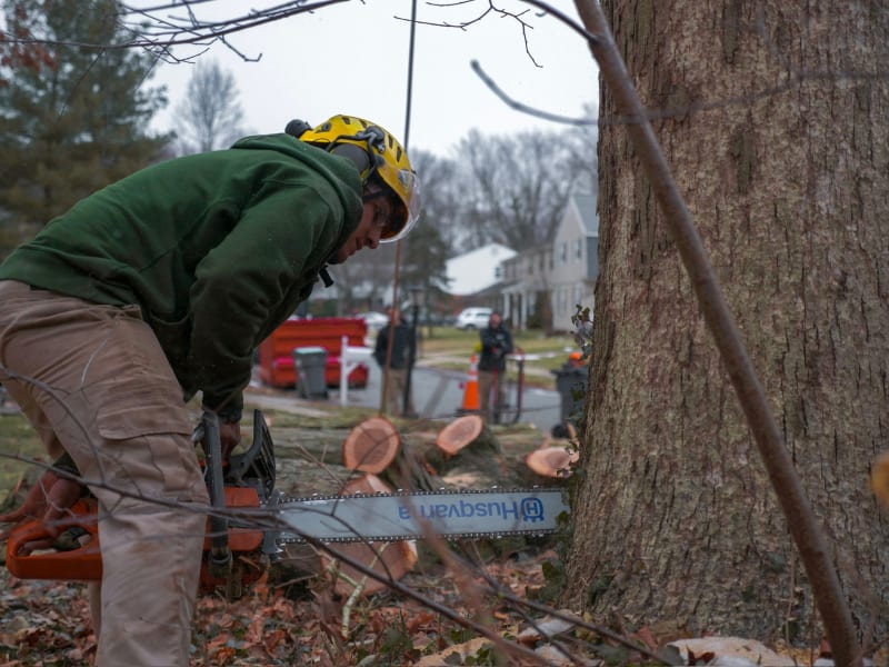 Stump Grinding