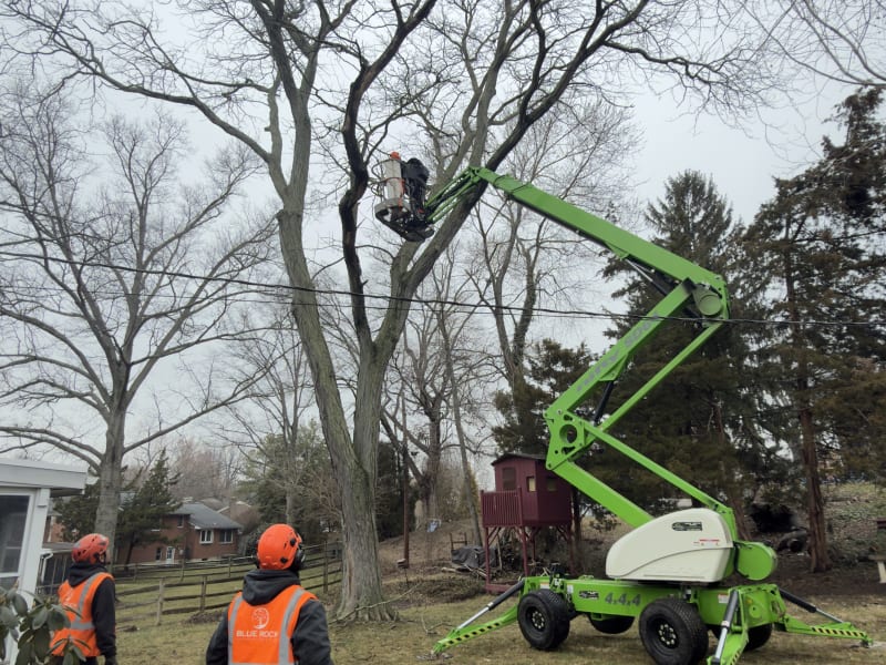 Spider lift tree pruning in tight space