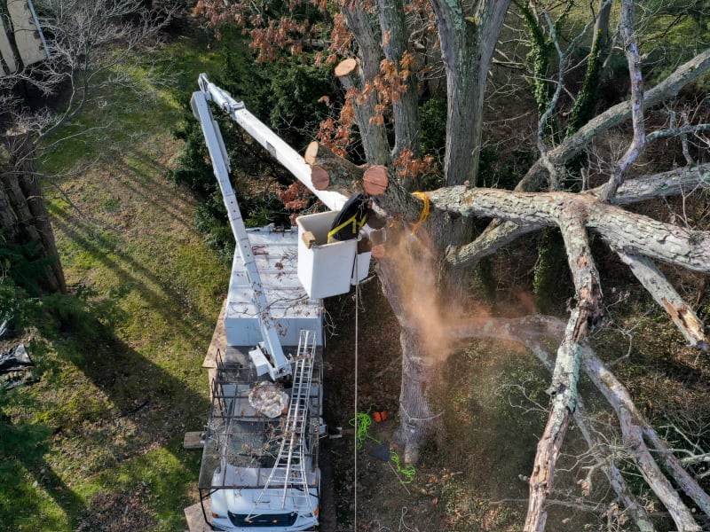 Tree Trimming