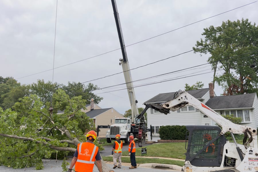 Tree Removal service by Blue Rock Tree Care