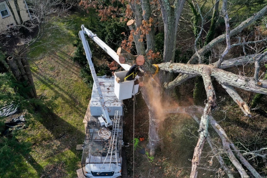 Tree Trimming service by Blue Rock Tree Care