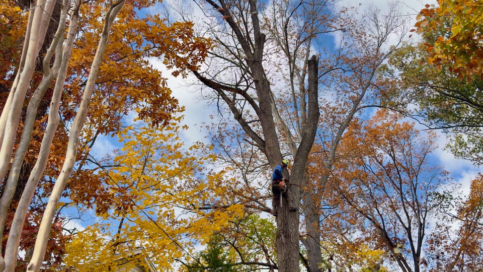 Professional tree care