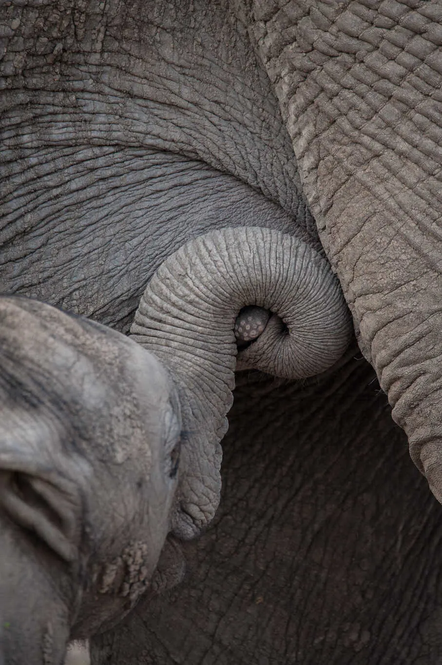 Afrika