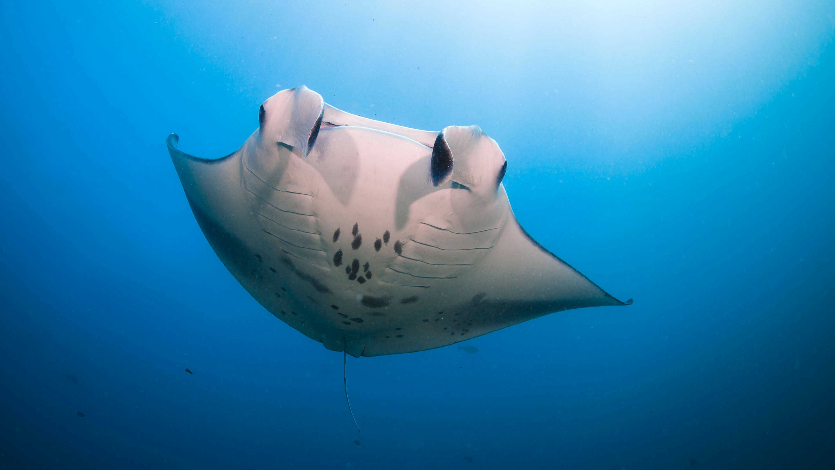 Picture of the author