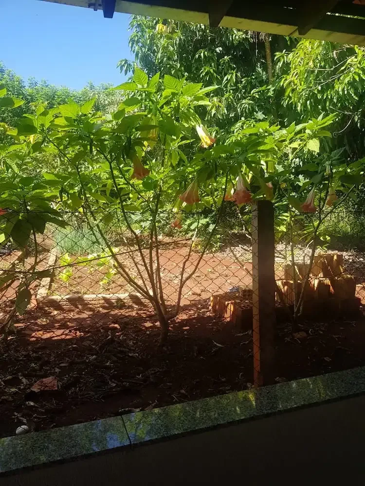 Recanto Tô Atoa em Londrina, PR - Capacidade para 40 pessoas - Com estacionamento, wifi, churrasqueira_coberta - Imagem 16
