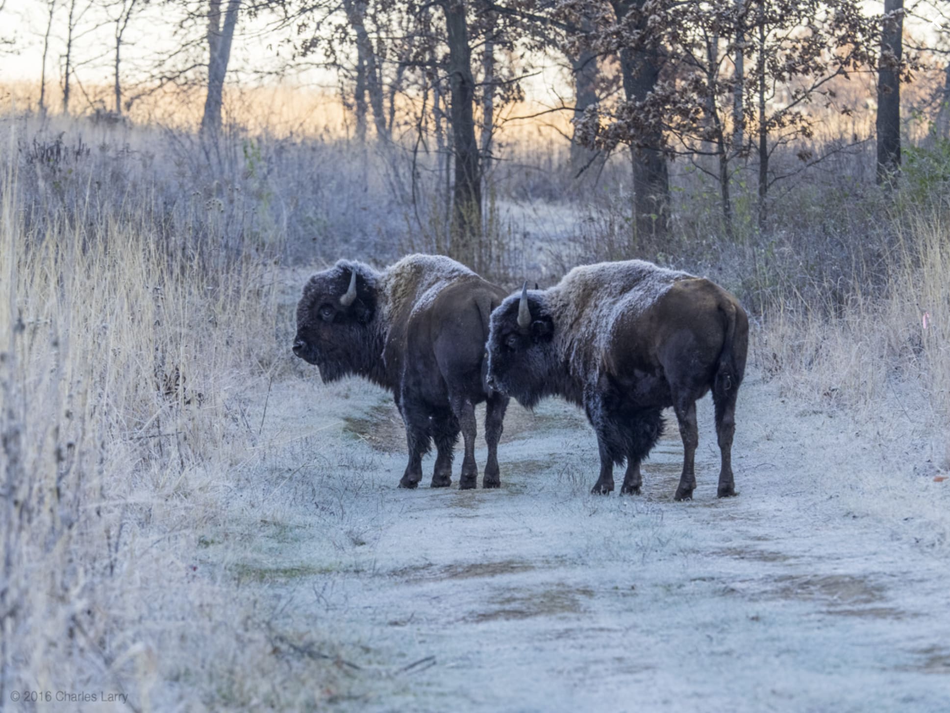 Nachusa Grasslands — Approximately 20 miles from the lodge from East of Yellowstone Lodge