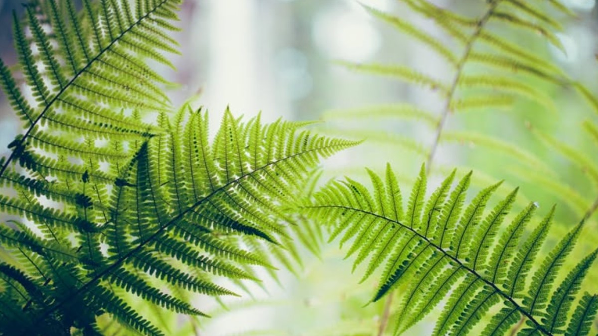 Header de Diane Peylin