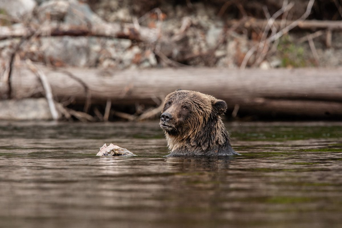 Belles Bêtes. Au Plus Près du Sauvage
