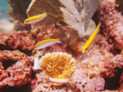Elkhorn Marine Conservancy