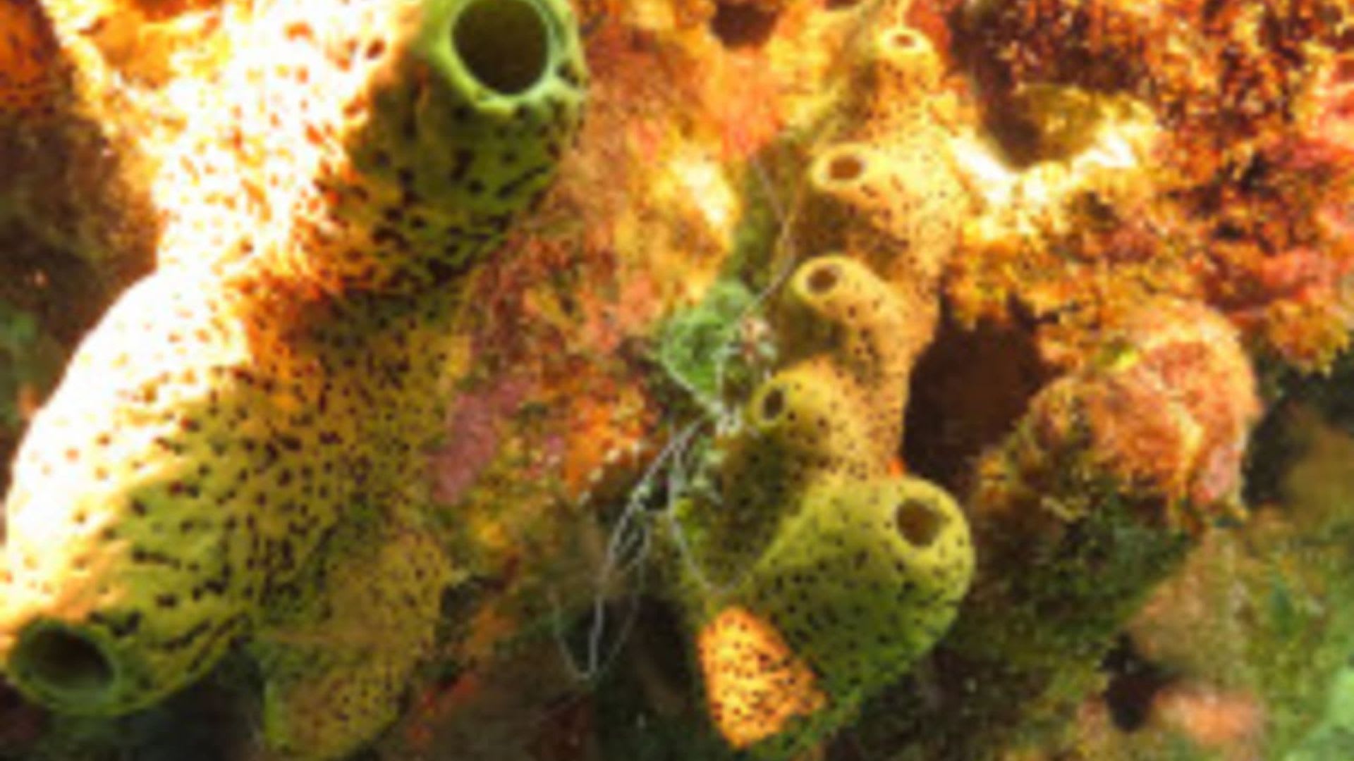 Antigua & Barbuda Ocean Trust