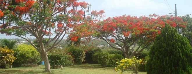 98 headerimage1