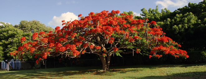 Antigua Barbuda Horticultural Society