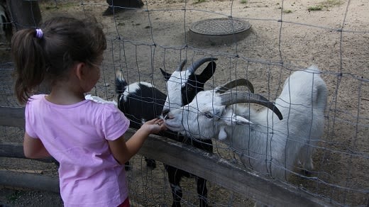zoo