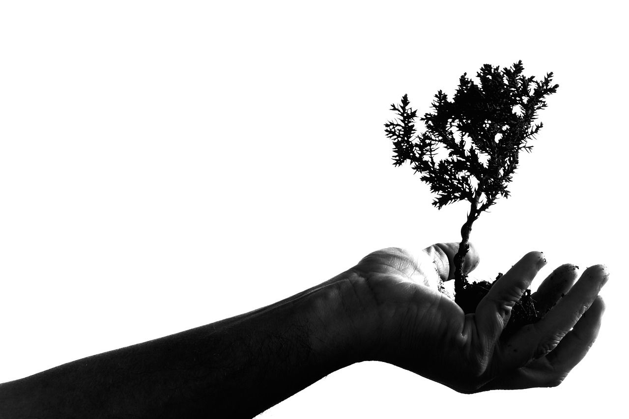 L'Arbre de Vie en Numérologie : Un Guide Symbolique de Notre Chemin d'Âme