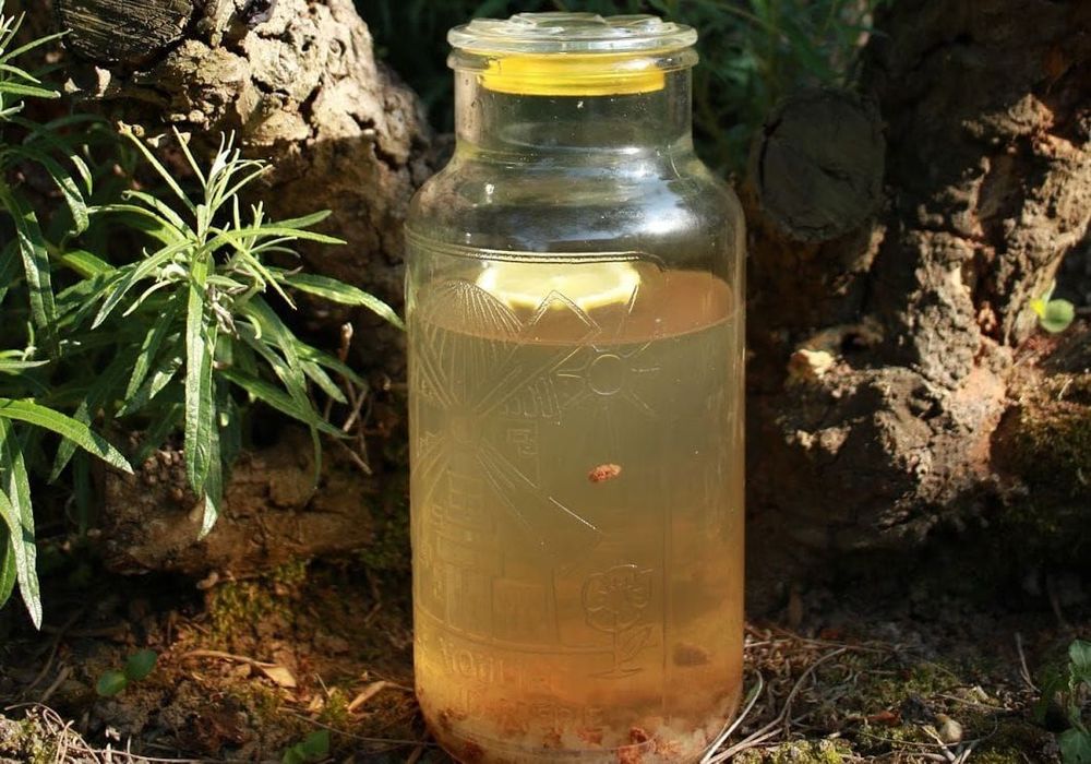 Le Kéfir de fruits : Une bombe de probiotiques à faire chez soi