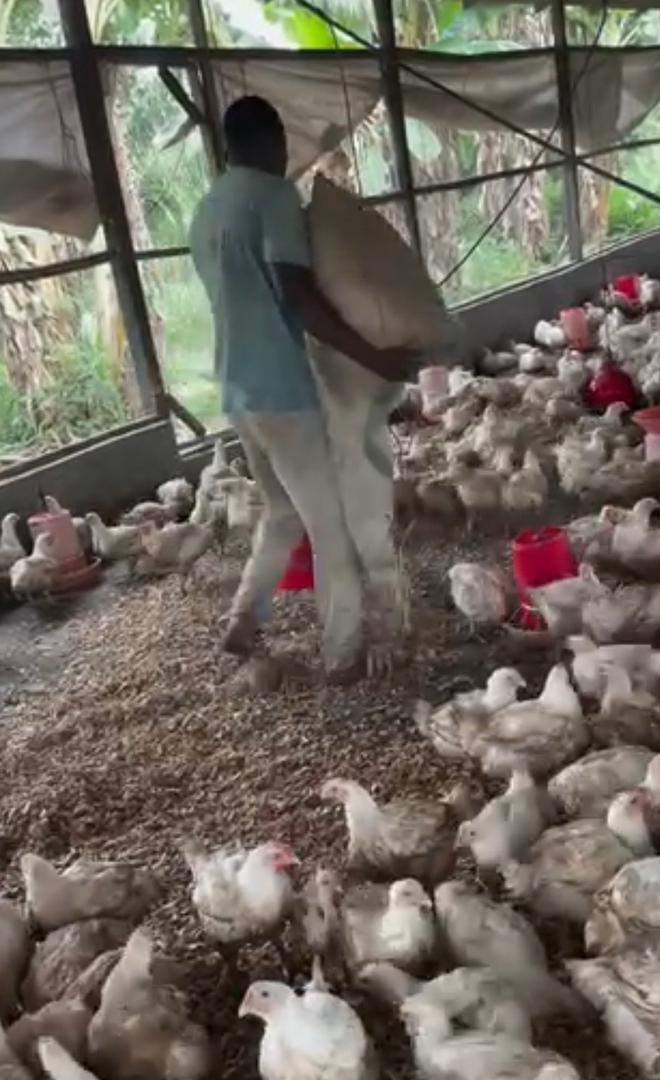 Day-to-day at Sinoth Farms