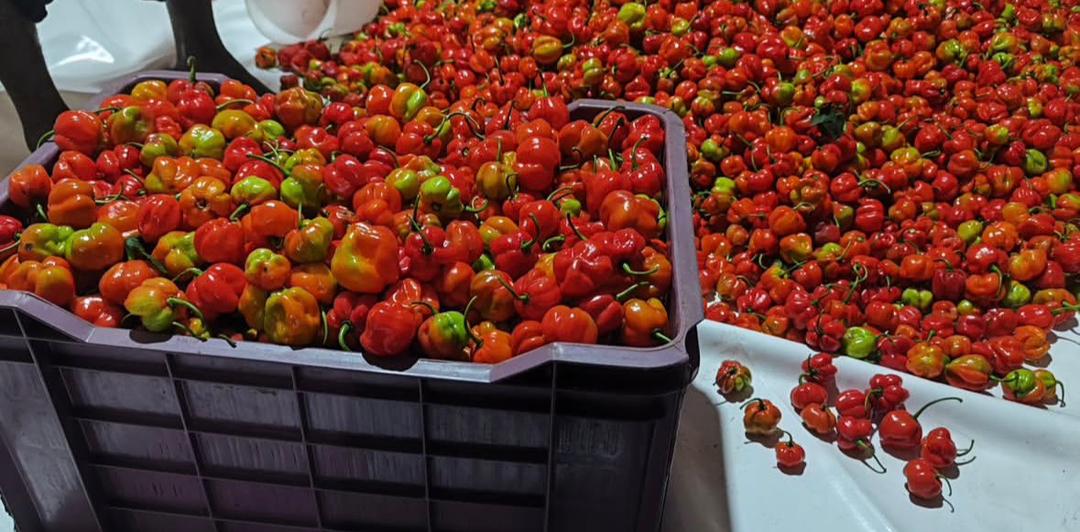 Sinoth Farms — our farm and produce