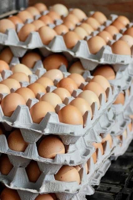 Fresh Eggs