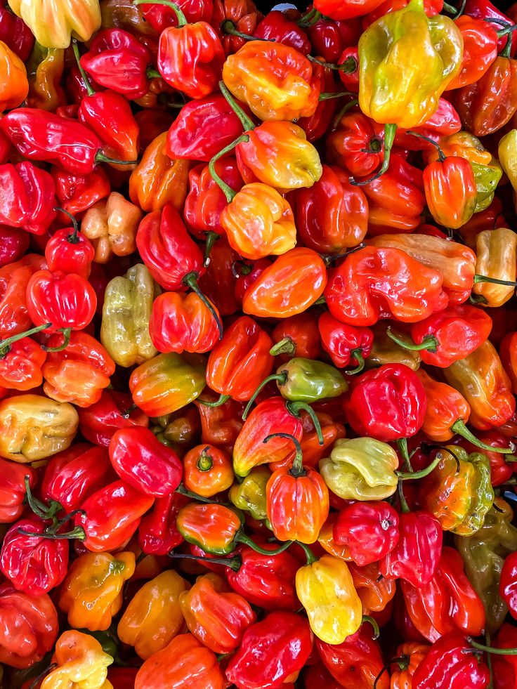 Habanero Pepper