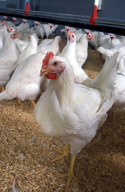 Live Broilers