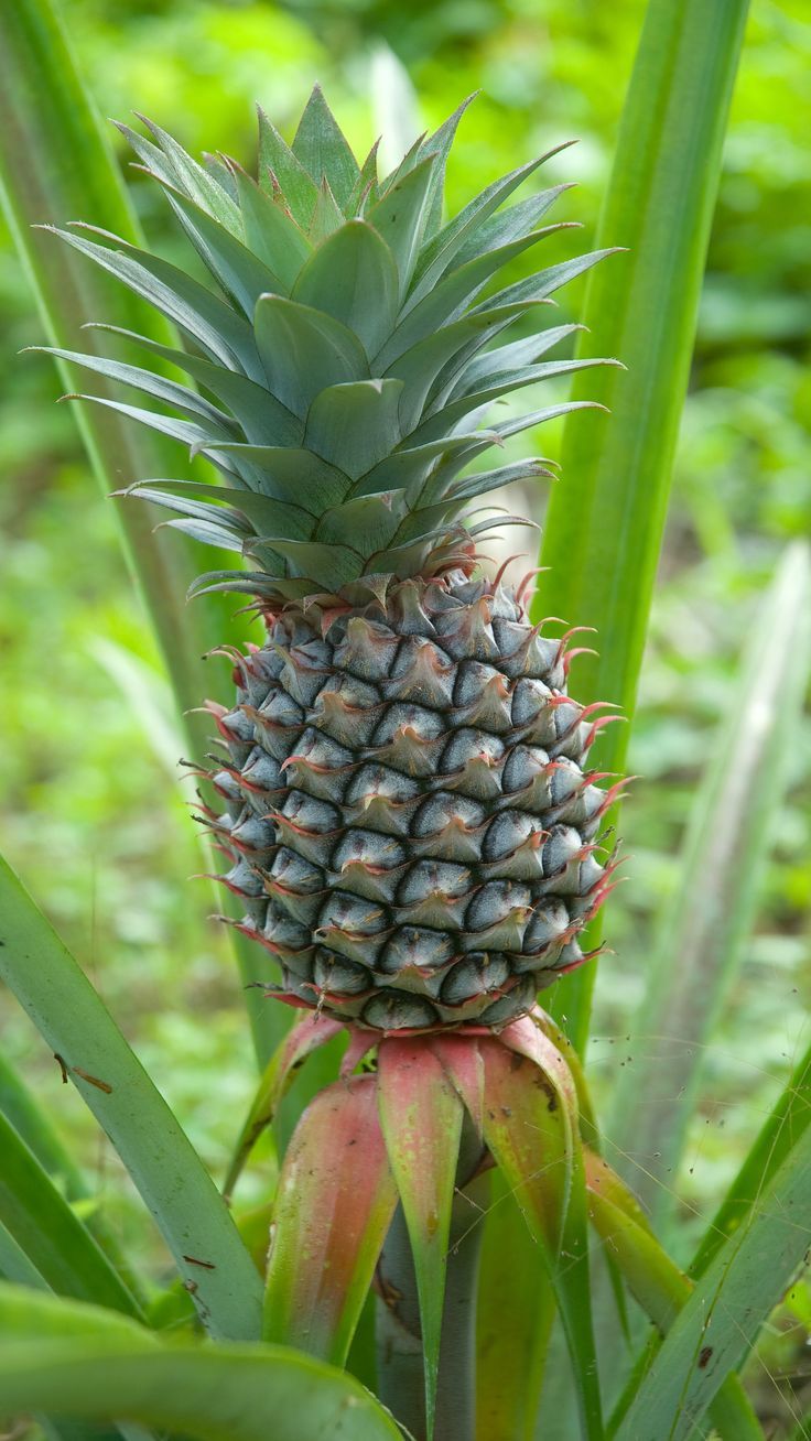 Pineapple