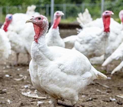 Foreign Turkeys