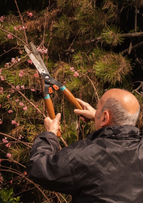 Pruning Shears