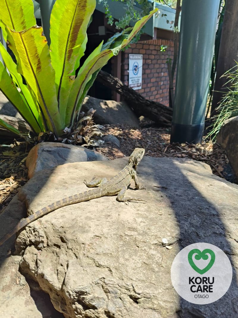 Koru Care Gallery Image