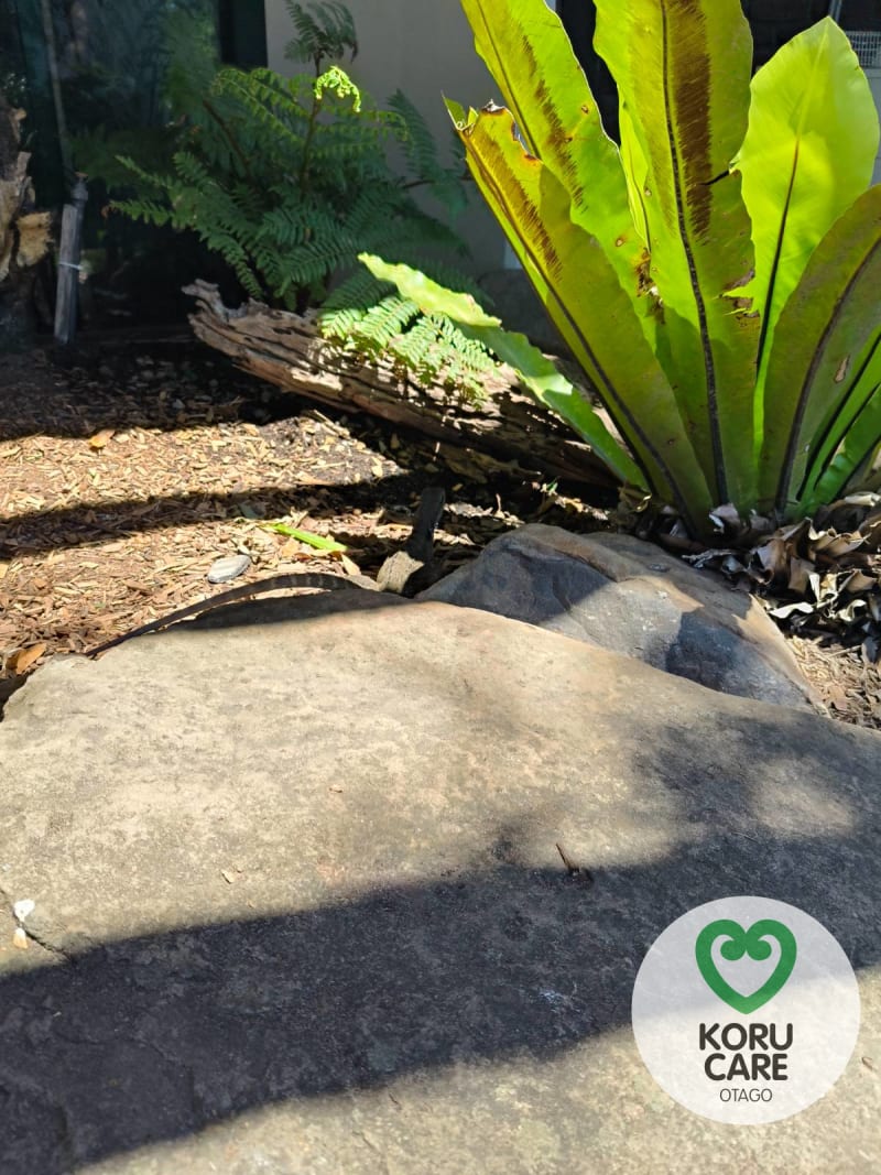 Koru Care Gallery Image