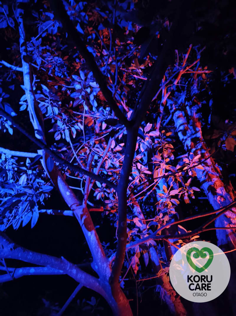 Koru Care Gallery Image