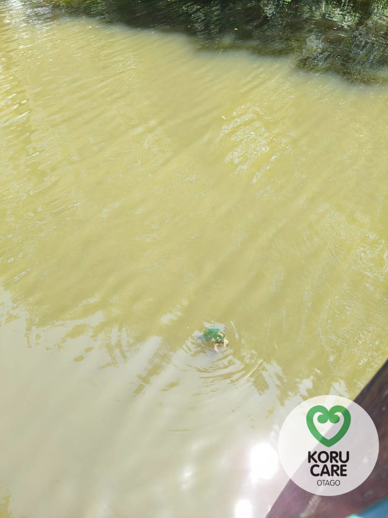 Koru Care Gallery Image