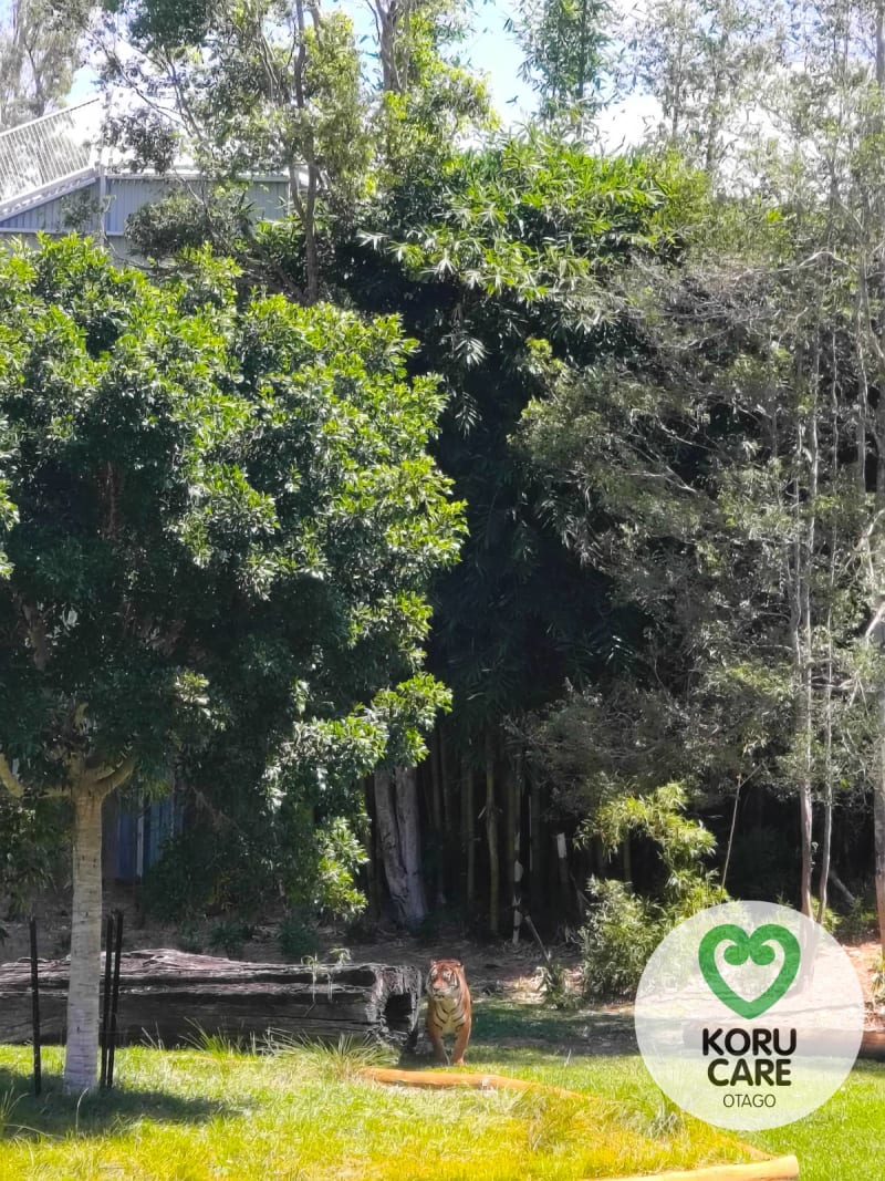 Koru Care Gallery Image