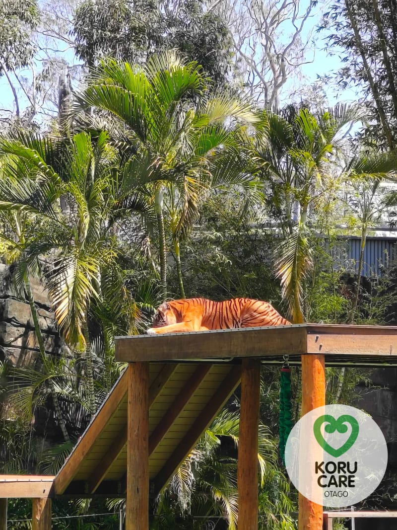 Koru Care Gallery Image