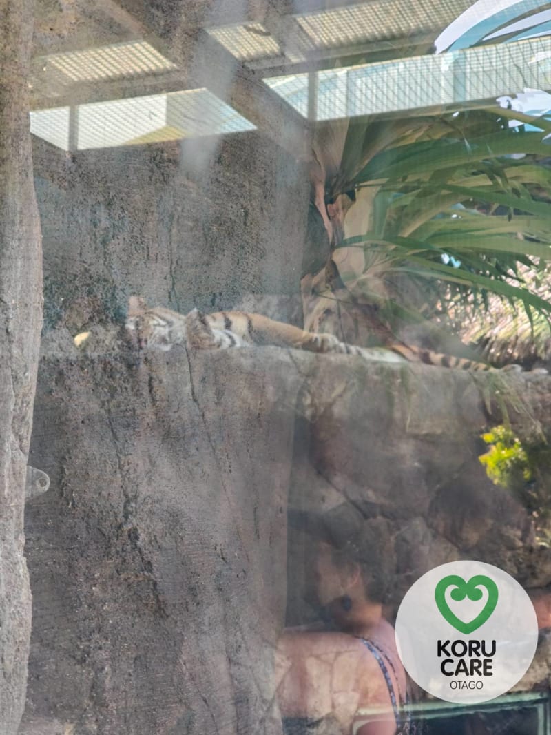 Koru Care Gallery Image