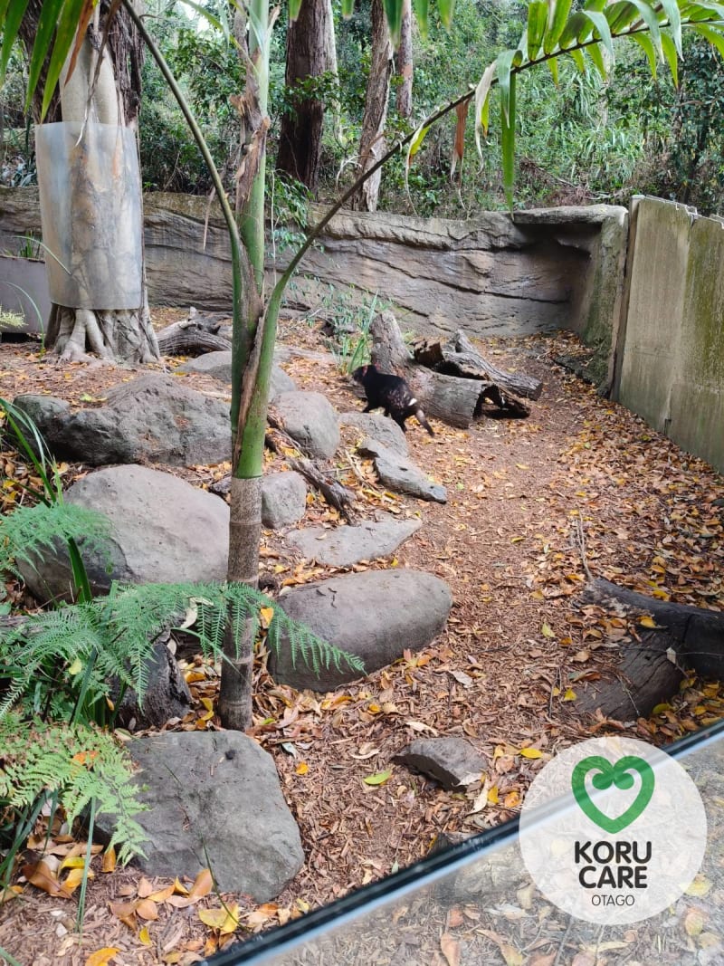 Koru Care Gallery Image