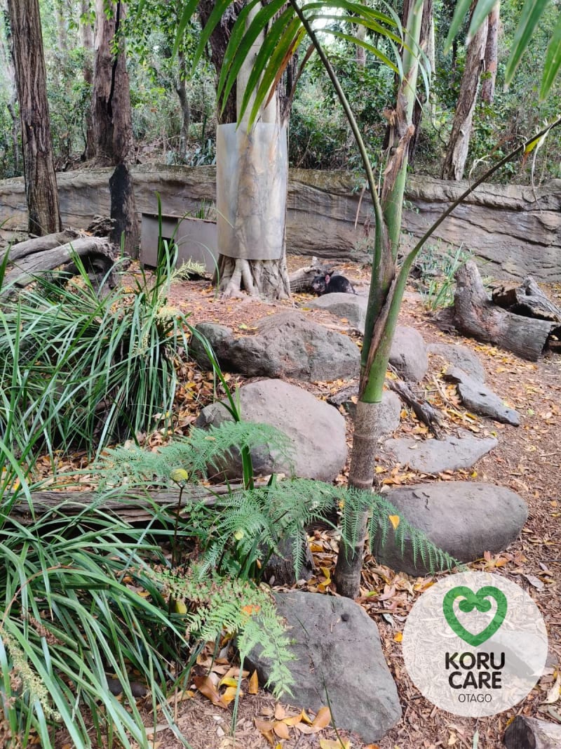 Koru Care Gallery Image