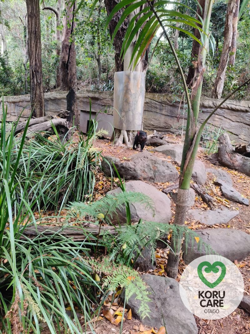 Koru Care Gallery Image