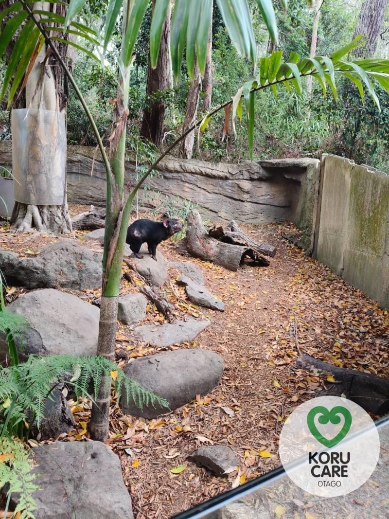 Koru Care Gallery Image