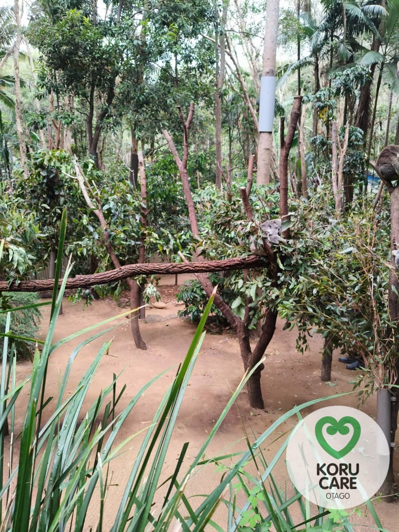 Koru Care Gallery Image