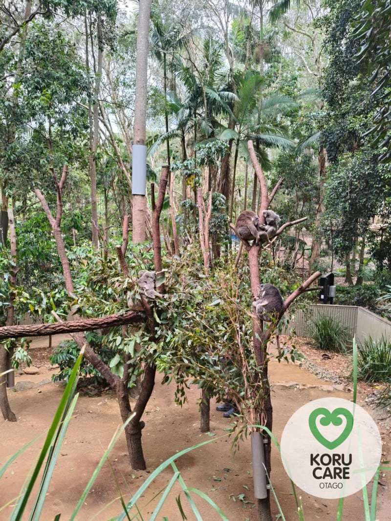 Koru Care Gallery Image