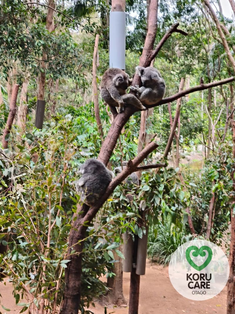 Koru Care Gallery Image