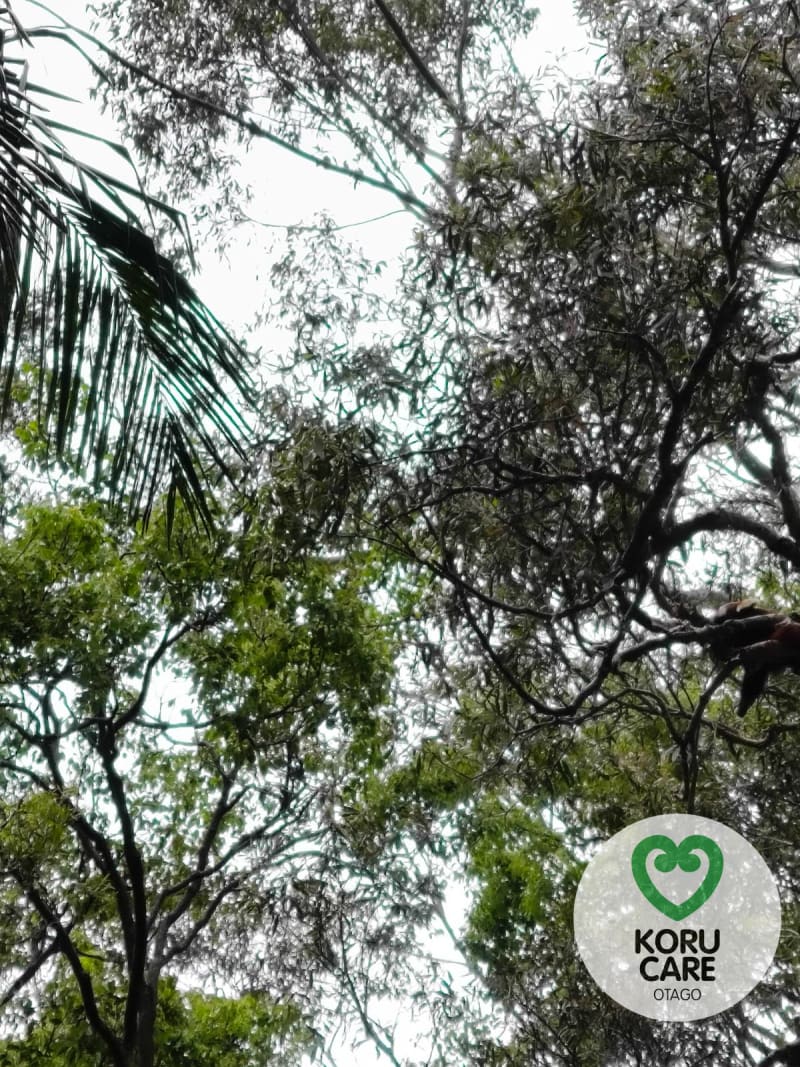 Koru Care Gallery Image