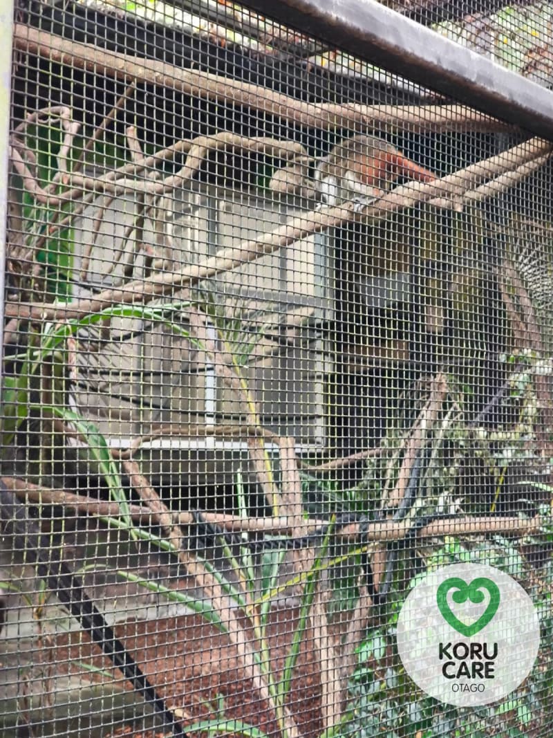 Koru Care Gallery Image