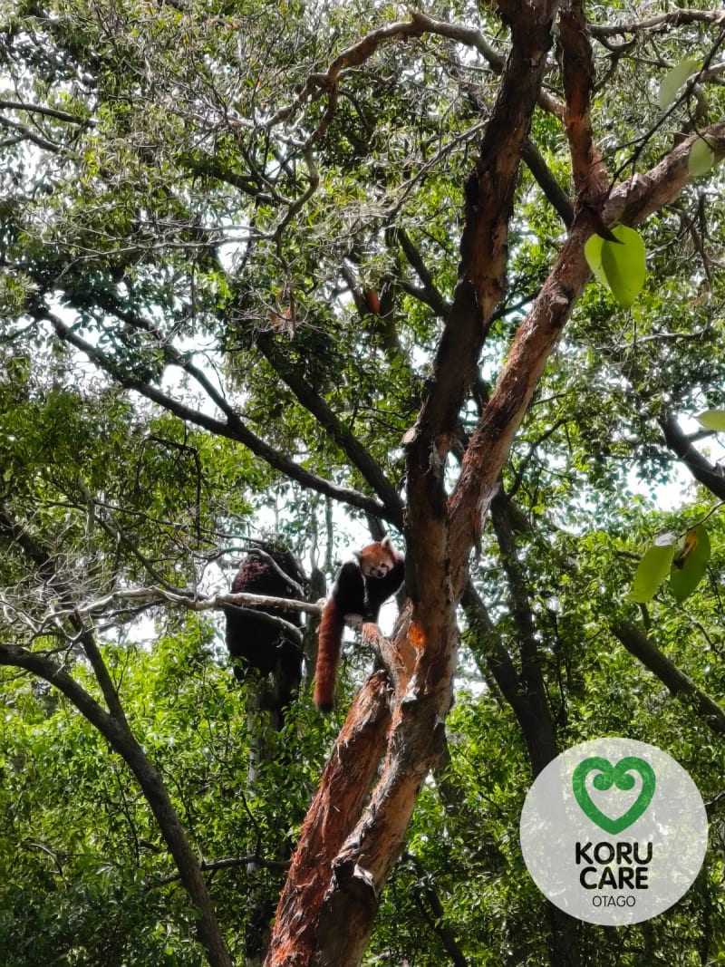 Koru Care Gallery Image